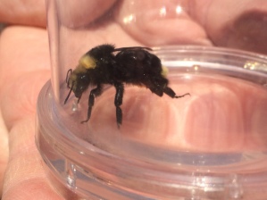 bee-in-glass